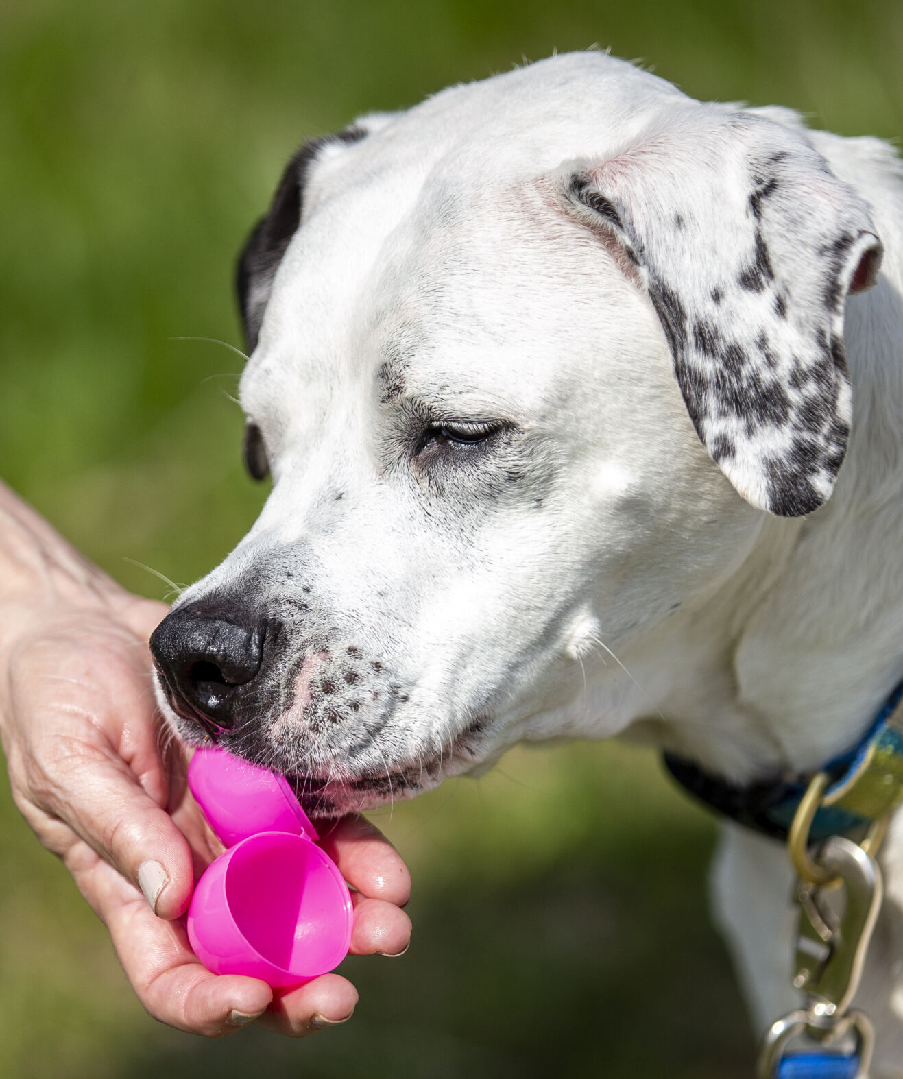 Dog Easter Eggs